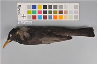 藏品(紅嘴黑鵯)的圖片